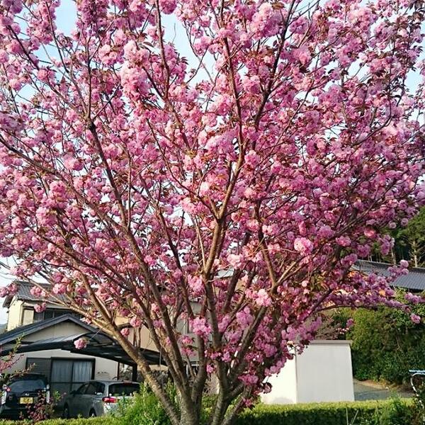 八重桜が満開です