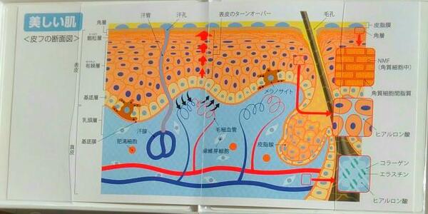 50日間で細胞を修復　レパナトゥア