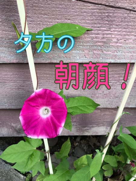 緊急のお知らせと一輪の花