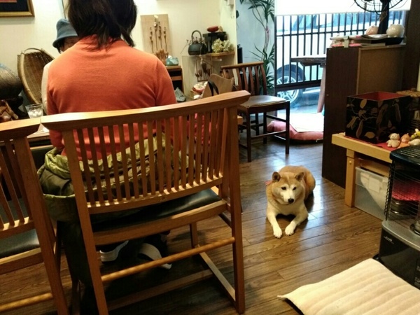 カフェで看板犬ふくちゃんが接待