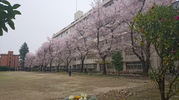 桜満開＼(^^)/入学式入社式