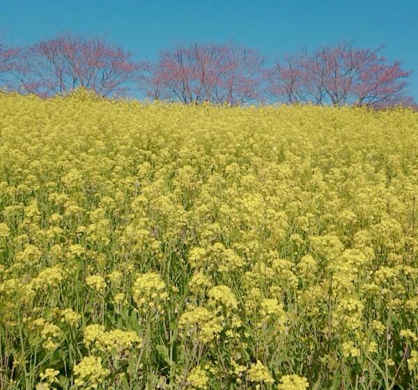 春が来ましたね〜😊🌸🌼