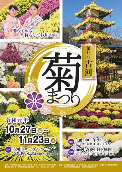 古河のイベント❣️菊祭り2019🎀