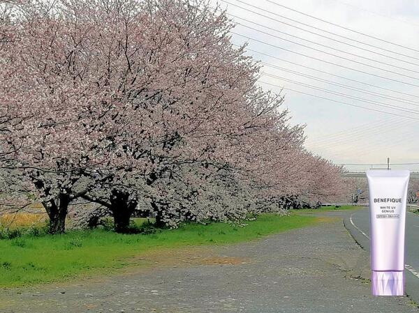 【桜道で一人堪能されて、いいですね! 】美白ができる日焼け止め!