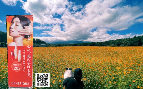 #富士山#移り変わる雲#キバナコスモス#山中湖#花都公園#黄色の花#敷地一面#夏山